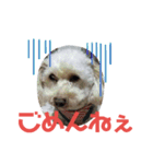 ももちゃんトイプードル（個別スタンプ：13）