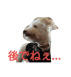 ももちゃんトイプードル（個別スタンプ：15）