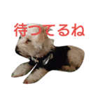 ももちゃんトイプードル（個別スタンプ：19）