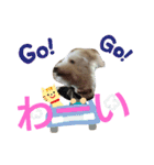 ももちゃんトイプードル（個別スタンプ：22）