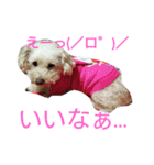 ももちゃんトイプードル（個別スタンプ：23）