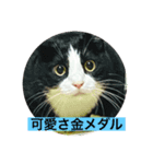 ハチワレめいちゃん34（個別スタンプ：1）