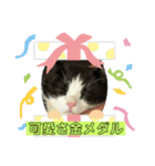 ハチワレめいちゃん34（個別スタンプ：8）
