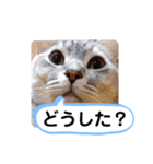 レオとソラのスタンプ 2（個別スタンプ：1）