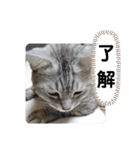 レオとソラのスタンプ 2（個別スタンプ：4）