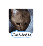 レオとソラのスタンプ 2（個別スタンプ：5）