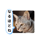 レオとソラのスタンプ 2（個別スタンプ：6）