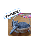 レオとソラのスタンプ 2（個別スタンプ：7）