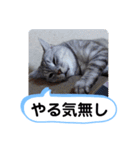 レオとソラのスタンプ 2（個別スタンプ：10）