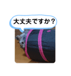 レオとソラのスタンプ 2（個別スタンプ：11）