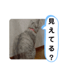レオとソラのスタンプ 2（個別スタンプ：14）