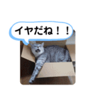 レオとソラのスタンプ 2（個別スタンプ：17）