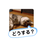 レオとソラのスタンプ 2（個別スタンプ：18）