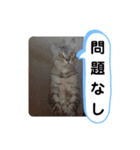 レオとソラのスタンプ 2（個別スタンプ：19）