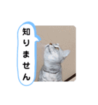 レオとソラのスタンプ 2（個別スタンプ：20）