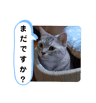 レオとソラのスタンプ 2（個別スタンプ：21）
