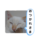 レオとソラのスタンプ 2（個別スタンプ：26）