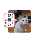 レオとソラのスタンプ 2（個別スタンプ：27）