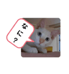 レオとソラのスタンプ 2（個別スタンプ：29）