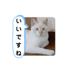 レオとソラのスタンプ 2（個別スタンプ：33）