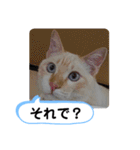 レオとソラのスタンプ 2（個別スタンプ：35）