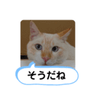 レオとソラのスタンプ 2（個別スタンプ：36）
