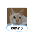 レオとソラのスタンプ 2（個別スタンプ：37）