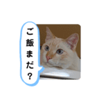レオとソラのスタンプ 2（個別スタンプ：38）