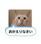 レオとソラのスタンプ 2（個別スタンプ：39）