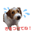 ジャックラッセル元気なてっちゃん❤️（個別スタンプ：10）