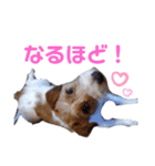 ジャックラッセル元気なてっちゃん❤️（個別スタンプ：12）