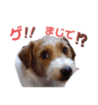 ジャックラッセル元気なてっちゃん❤️（個別スタンプ：13）