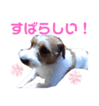 ジャックラッセル元気なてっちゃん❤️（個別スタンプ：22）