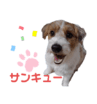 ジャックラッセル元気なてっちゃん❤️（個別スタンプ：24）