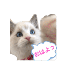 らぐどーーーる（個別スタンプ：1）