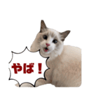 らぐどーーーる（個別スタンプ：11）