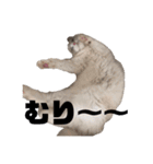 らぐどーーーる（個別スタンプ：22）
