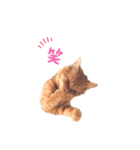 テトとテラとその仲間たち（個別スタンプ：8）