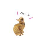 テトとテラとその仲間たち（個別スタンプ：9）