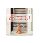 テトとテラとその仲間たち（個別スタンプ：14）