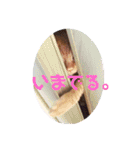 テトとテラとその仲間たち（個別スタンプ：17）