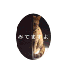 テトとテラとその仲間たち（個別スタンプ：18）