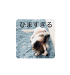テトとテラとその仲間たち（個別スタンプ：33）