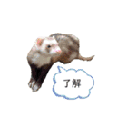テトとテラとその仲間たち（個別スタンプ：39）