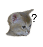 アビシニアン小猫（個別スタンプ：1）