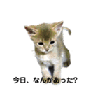 アビシニアン小猫（個別スタンプ：2）
