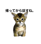 アビシニアン小猫（個別スタンプ：3）