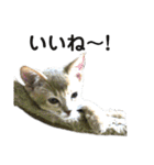 アビシニアン小猫（個別スタンプ：4）