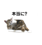 アビシニアン小猫（個別スタンプ：5）