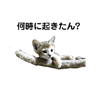 アビシニアン小猫（個別スタンプ：9）